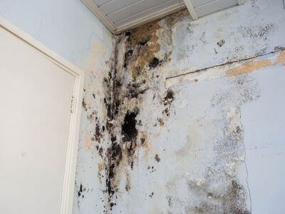 About Black Mold Removal Lady Lake - black mold removal experts in Lady Lake