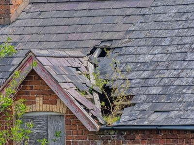 Professional black mold removal services in Lady Lake - Black Mold Removal Lady Lake